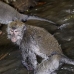monkey_macaque_balinese_mf_ubud_v_0680_bal0690.jpg